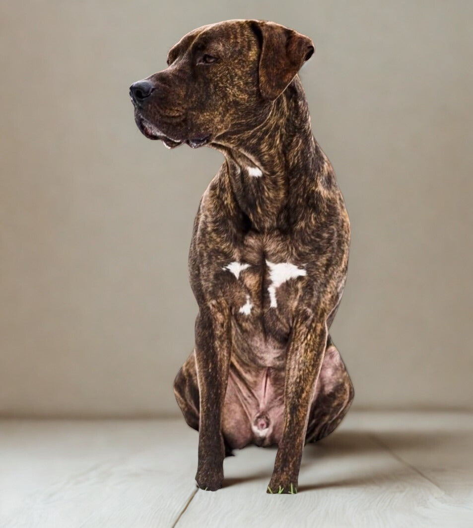 Normale Honden brokken